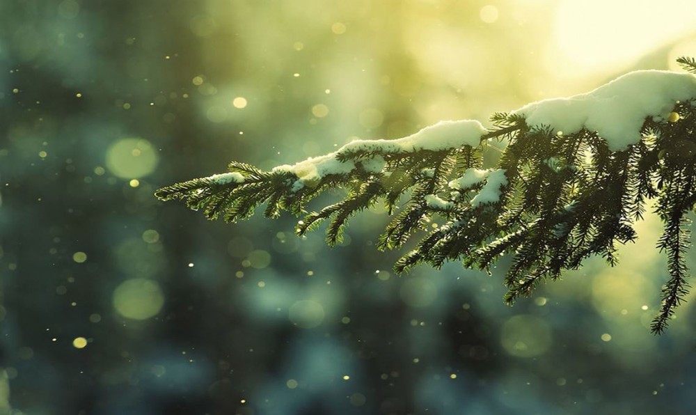 https://214.onkel-franky.de/media/1140x680/tree.jpg
